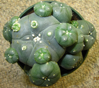 L.W. var. caespitosa 10 to 11cm